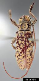  Peritrox vermiculatus , holotype specimen; © E.H. Nearns